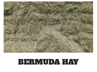 Bermuda hay