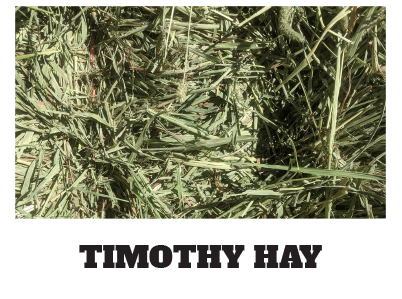Timothy hay